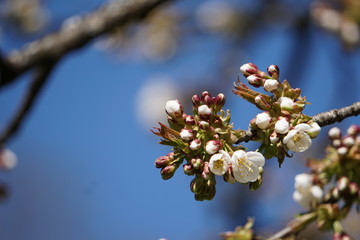 bäume wasser blume pflanze bach wald waldweg baum stamm lederblume frühling 