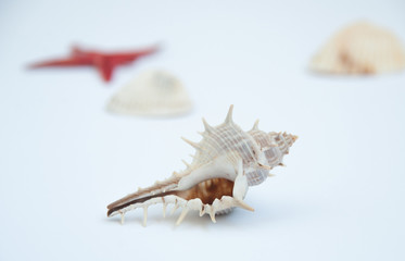 Obraz na płótnie Canvas Isolated sea shell on white background. Blurred background. Sea shells and red sea star