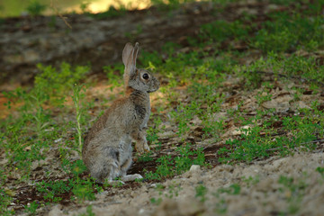 Naklejka na ściany i meble Selective focus rabbit alert on the grass ground in the countryside in spring.