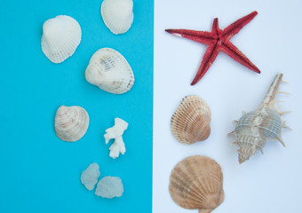 Summer background, sea shells on half blue and half white background, top view, copy space. Summer concept.