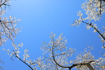 Cherry Blossom in Tokyo Japan