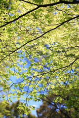 Beautiful Green leaf of Japanese maple