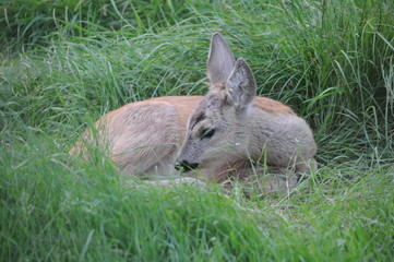 European roe deer (Capreolus capreolus) posing and displaying on camera
