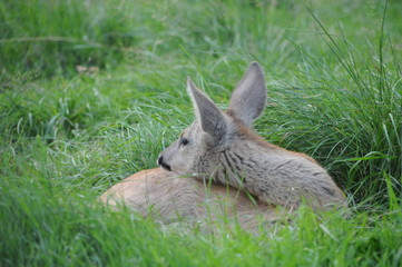 European roe deer (Capreolus capreolus) posing and displaying on camera
