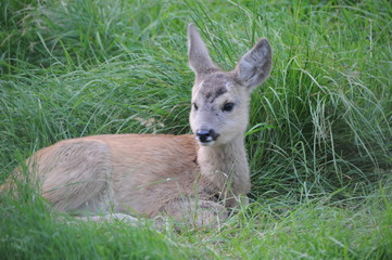 European roe deer (Capreolus capreolus) posing and displaying on camera