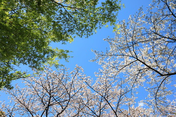 Obraz premium Cherry Blossom in Tokyo Japan