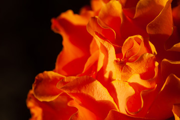 Detail of red orchidea flower on black background © PhotoStoker