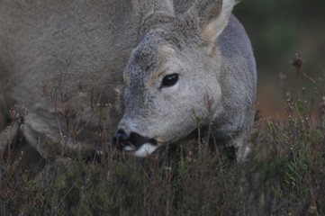 European roe deer (Capreolus capreolus) posing and displaying on camera