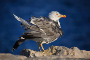 Seagull perched on a stone on the coast with the sea in the background. Selective focus.