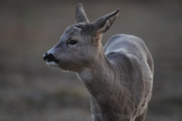European roe deer (Capreolus capreolus) posing and displaying on camera