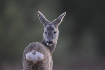 European roe deer (Capreolus capreolus) posing and displaying on camera