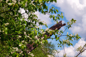 Cherry bush with a broken trunk against a bright spring blue sky
