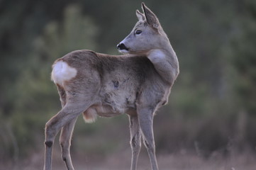 European roe deer (Capreolus capreolus) posing and displaying on camera