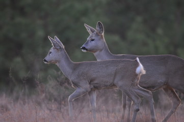 European roe deer (Capreolus capreolus) posing and displaying on camera