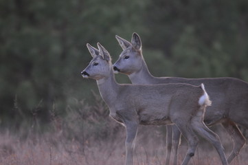 European roe deer (Capreolus capreolus) posing and displaying on camera