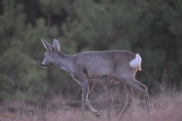 Fototapeta premium European roe deer (Capreolus capreolus) posing and displaying on camera