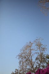 Kitchener's Island Birds on Tree
