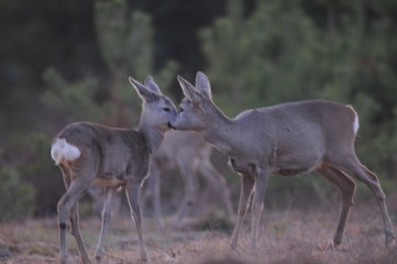 European roe deer (Capreolus capreolus) posing and displaying on camera