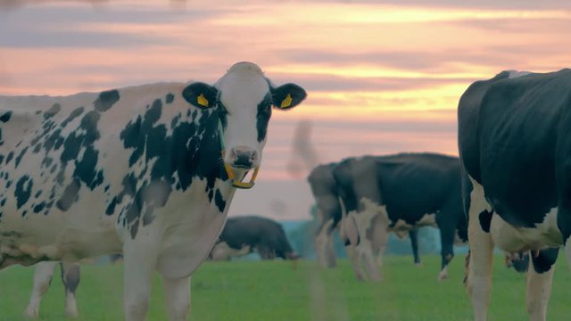 Cows on a dairy farm at sunset, view through grass