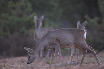 European roe deer (Capreolus capreolus) posing and displaying on camera