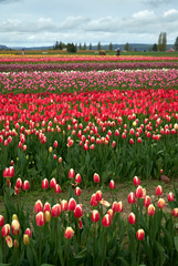 Fototapeta premium Skagit Valley Tulip Festival USA. A field of tulips in the Skagit Valley, Washington State.
