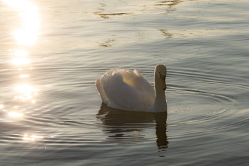 Zurich in Switzerland in early spring