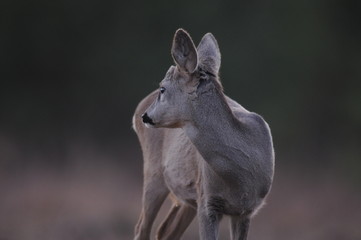 European roe deer (Capreolus capreolus) posing and displaying on camera