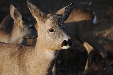 European roe deer (Capreolus capreolus) posing and displaying on camera