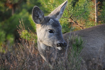 European roe deer (Capreolus capreolus) posing and displaying on camera