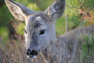 European roe deer (Capreolus capreolus) posing and displaying on camera