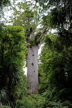Tāne Mahuta