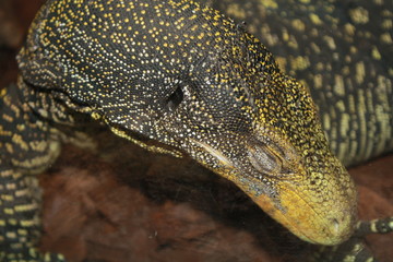 A close up of a monitor lizard