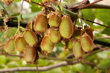 Cultivo de kiwis.