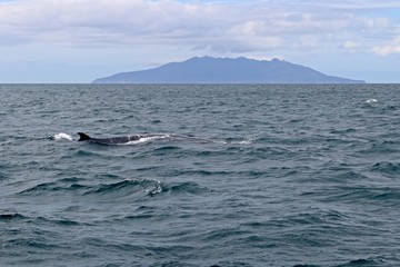 Fototapeta premium Buckelwal vor Insel