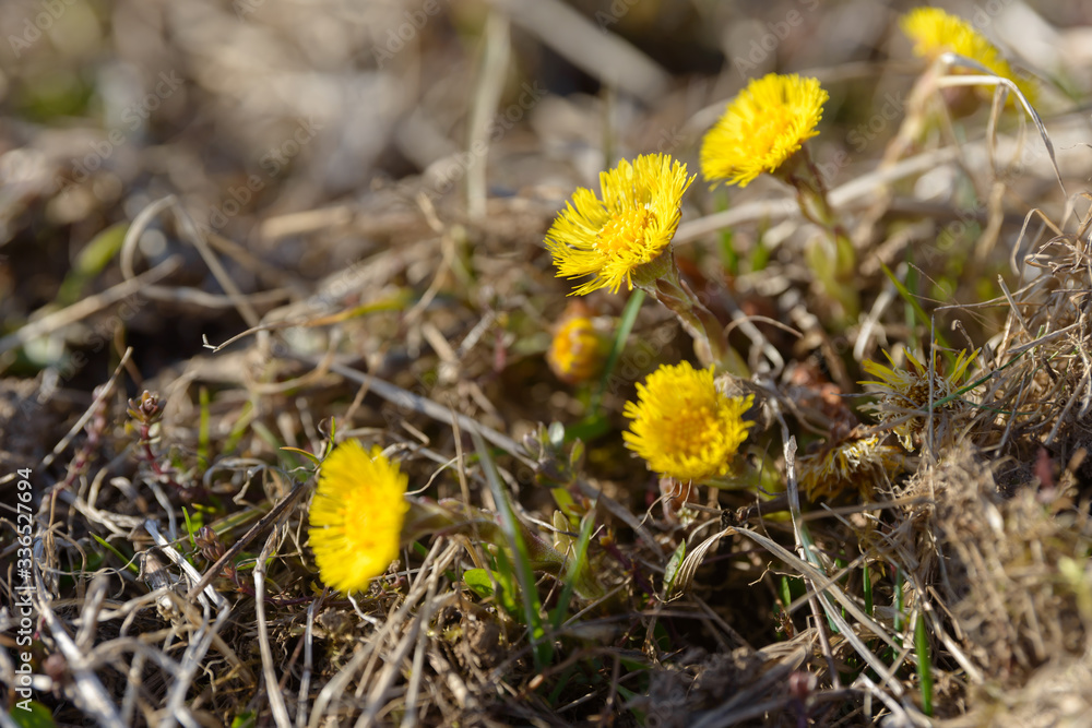 Wall mural coltsfoot or foalfoot medicinal wild herb. farfara tussilago plant growing in the field. young flowe