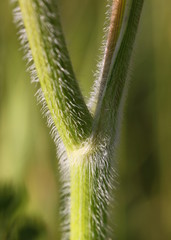 Hairy stem of a wild carrot plant ( Daucus carota / Queen Anne's lace ) with a branch fork