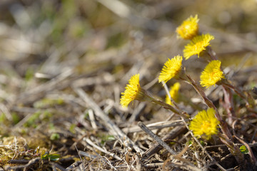 Coltsfoot or foalfoot medicinal wild herb. Farfara Tussilago plant growing in the field. Young flower used as medication ingredients. Meadow spring blooming grass. Group of beautiful yellow flowers.