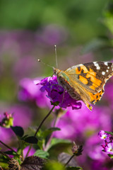 Butterfly 4