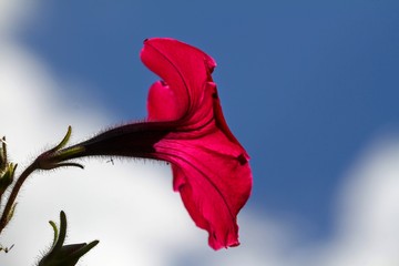 Red flower on a blue sky background