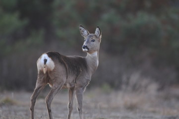 Naklejka na ściany i meble European roe deer (Capreolus capreolus) posing and displaying on camera