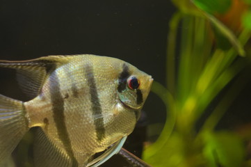 Pterophyllum leopoldi(angelfish) tropical fish in aquarium