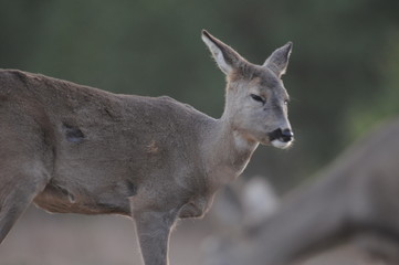 European roe deer (Capreolus capreolus) posing and displaying on camera