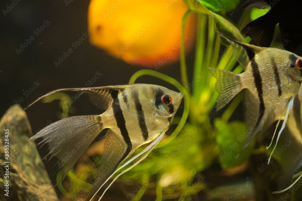 Wall mural Pterophyllum leopoldi(angelfish) tropical fish in aquarium