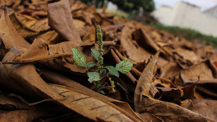 renacer de una planta entre las hojas secas