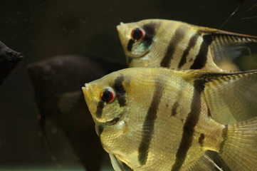 Pterophyllum leopoldi(angelfish) tropical fish in aquarium