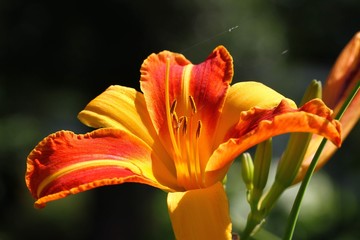 Daylily closeup on a green background