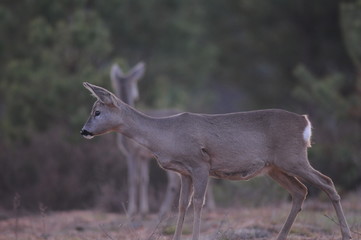 European roe deer (Capreolus capreolus) posing and displaying on camera