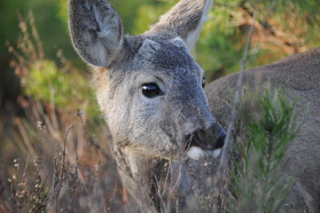 European roe deer (Capreolus capreolus) posing and displaying on camera
