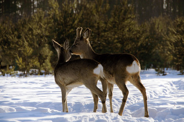 Obraz premium European roe deer (Capreolus capreolus) posing and displaying on camera