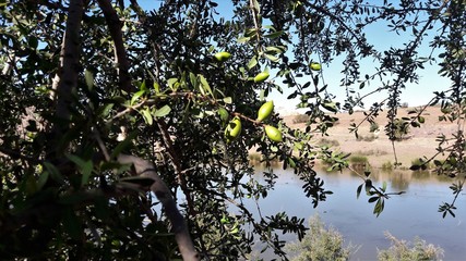 fruits d'un arganier au bord d'un lac au sud du maroc